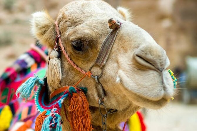 Cappadocia Camel Ride Experince Sunrise Sunset Daytime - What the 2-Hour Experience Feels Like: Pickup to Final Photo Moment