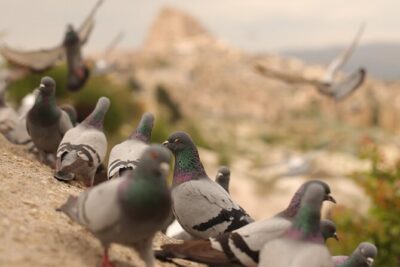 Cappadocia Private Guided Tour(Car&Licensed Guide) - Stop 1: Göreme Panorama for the Big Pictures First
